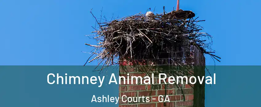 Chimney Animal Removal Ashley Courts - GA