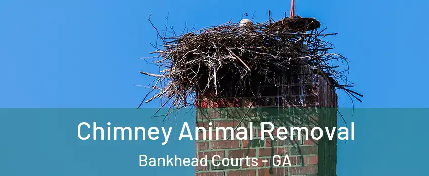 Chimney Animal Removal Bankhead Courts - GA