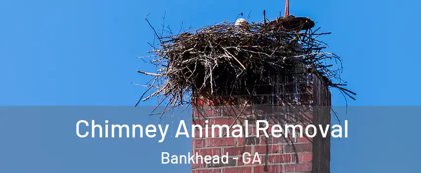 Chimney Animal Removal Bankhead - GA