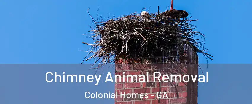 Chimney Animal Removal Colonial Homes - GA