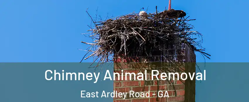 Chimney Animal Removal East Ardley Road - GA