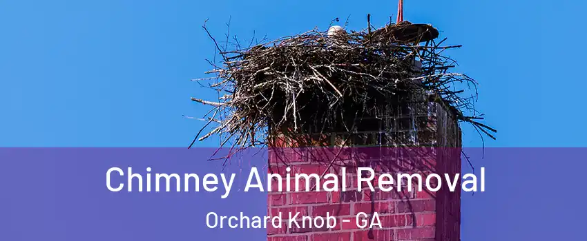Chimney Animal Removal Orchard Knob - GA