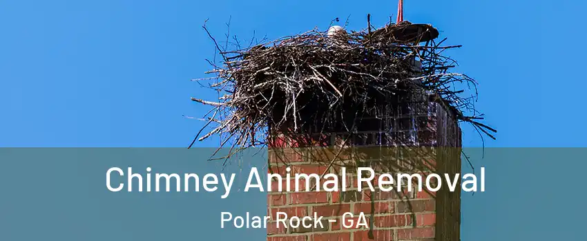 Chimney Animal Removal Polar Rock - GA