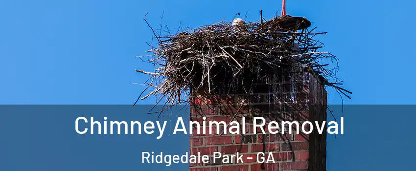 Chimney Animal Removal Ridgedale Park - GA